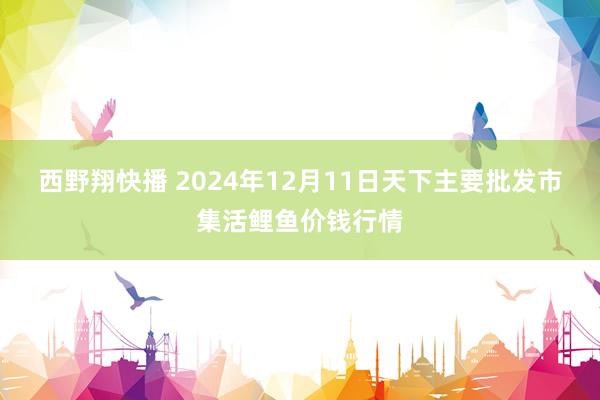 西野翔快播 2024年12月11日天下主要批发市集活鲤鱼价钱行情